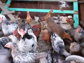 Курочки и цыплята в пгт Анна