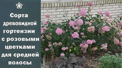 ❀ Сорта древовидной гортензии с розовыми цветками, которые не нуждаются в укрытии в средней полосе