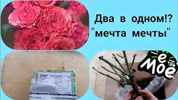 🥴Ужасные саженцы роз из питомника "Летний Сад". 🌹🌹🌹#розы #уральскиерозы #обзорпосылки