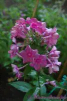Флокс 'Анна Каренина' / Phlox 'Anna Karenina'
