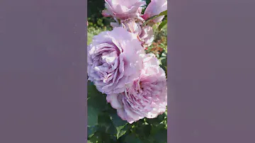 EDROSES/Роза 🌹 Новалис ( Novalis , KORfriedhar, Poseidon)  ,W. Kordes & Sons Германия  , 2010.