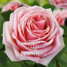 Саженец розы Дона Анна 1 шт