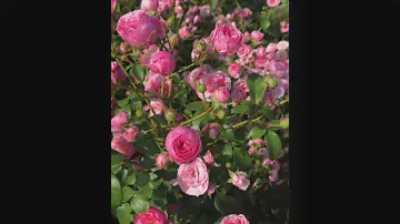 Моя любовь флорибунда, Помпонелла,Кордес,Германия,2005.Pomponella rose.Kordes 2005.