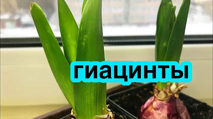 ГИАЦИНТЫ растут без выгонки Выращивание гиацинтов в домашних условиях