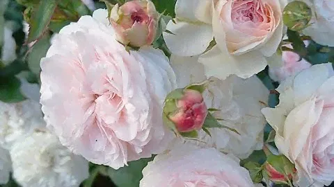 Цветные розы🩷4 часть. Розовые💗💗💗Цветение и обзор сортов роз.#розы#уральскиерозы#розовыерозы