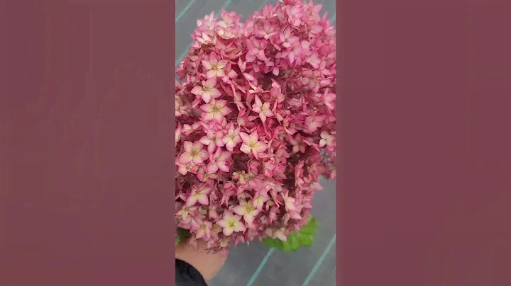 древовидная гортензия Белла Анна