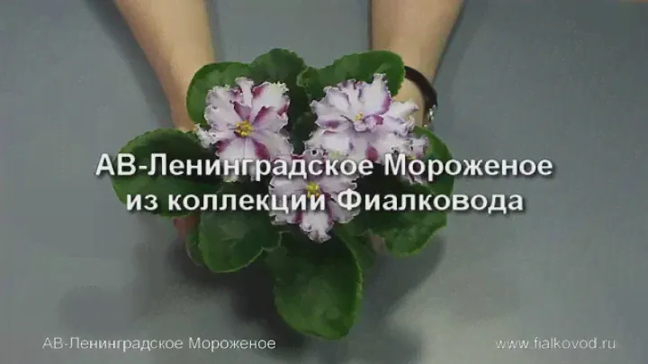 АВ-Ленинградское Мороженое