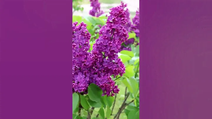 У МЕНЯ ЕСТЬ САМЫЙ ЛУЧШИЙ СОРТ СИРЕНИ ❤