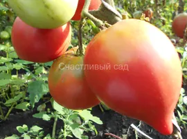 . Анна Русская (Anna Russian)