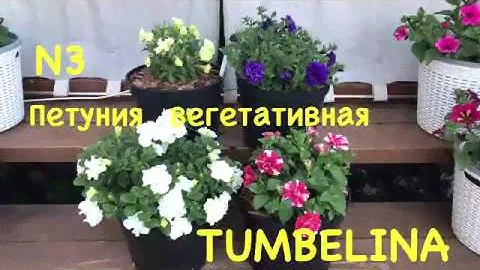 Обзор сортов вегетативных петуний N3 Tumbelina