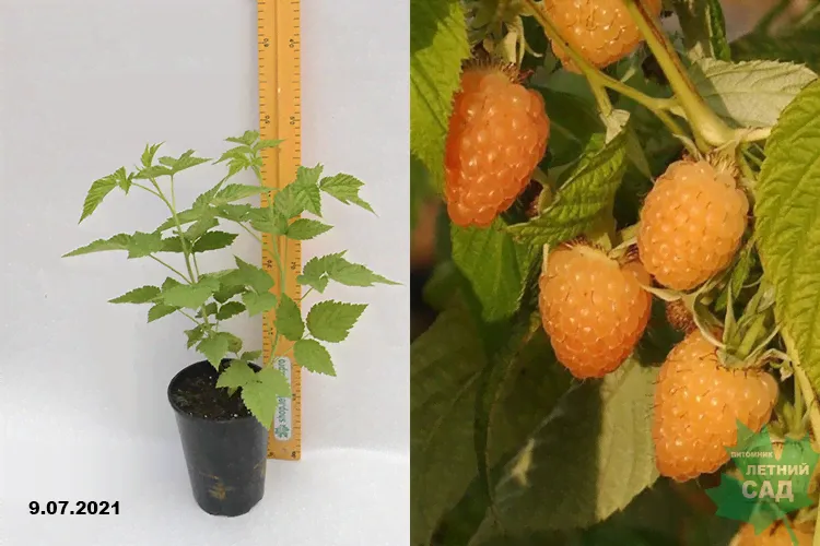 Малина обыкн. Анна (Rubus Anne) С2,5