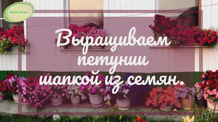 Как вырастить петунии шапкой из семян. Долгих Анна