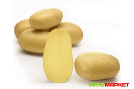 Картофель семенной Королева Анна РС1-2
