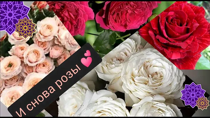 Обзор посылки с розами из питомника "ГАРАНТ", весна 22😍😍😍#розы#питомникгарант#уральскиерозы