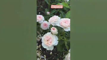 Роза Лариса : Larissa #roses #питомникроз #garden
