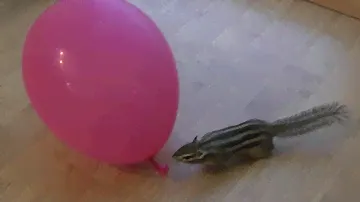 Бурундук Анна и воздушный шарик