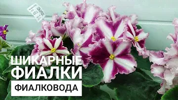 В гостях у Фиалковода. Обзор магазина. Уникальные сорта фиалок селекции АВ- и Ф-.