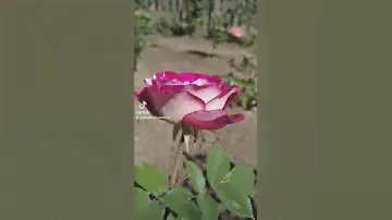роза шраб Белла де сегоза
