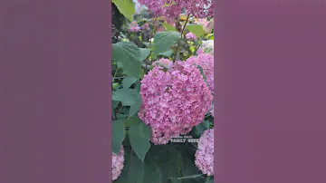 Гортензия древовидная Белла Анна. 16 июля 🌞 в нашем саду 🌞#гортензиядревовидная#