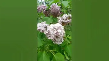 Сирень Мулатка