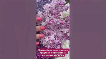 Красивейшие сорта сирени в продаже в питомнике ПОИСК. Сирень Колесникова купить
