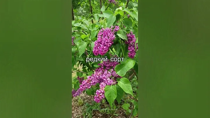 Комсомолка, редкая сирень